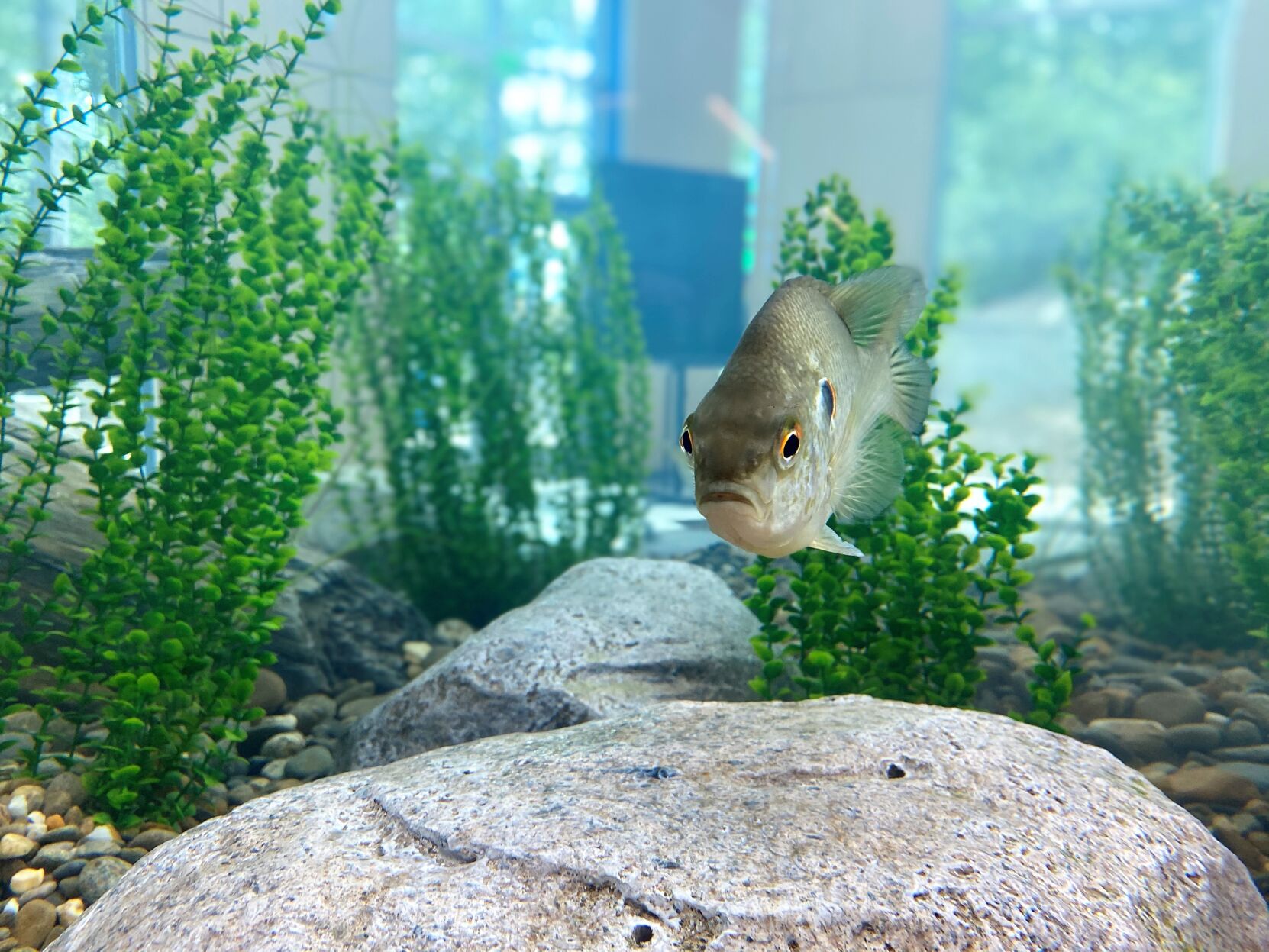 Fish tank at the Roper Mountain Science Center's new Environmental Science and Sustainability Center